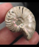 Rippled Pastel Polished Ammonite Fossil